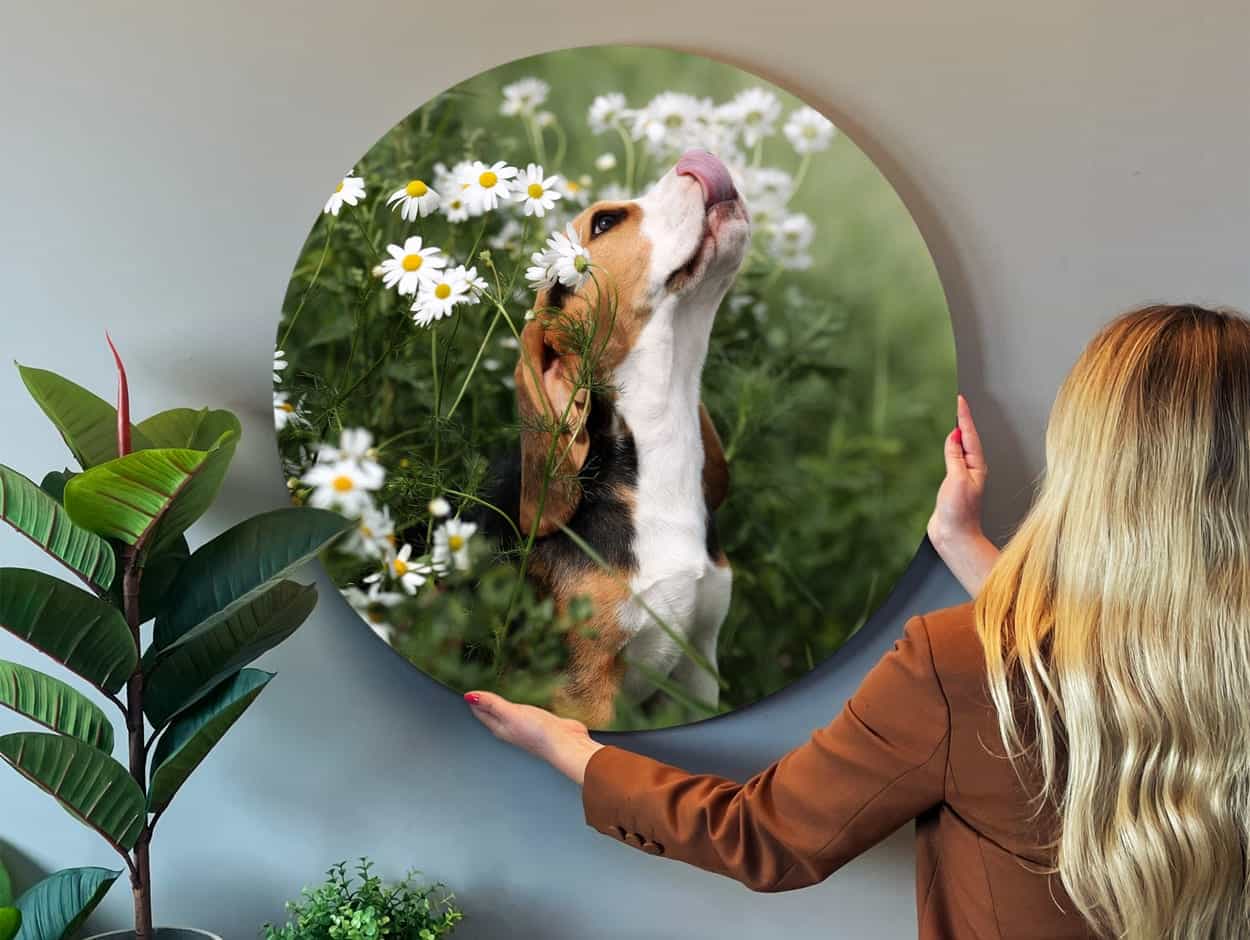 Foto eines Hunden auf Forex rund