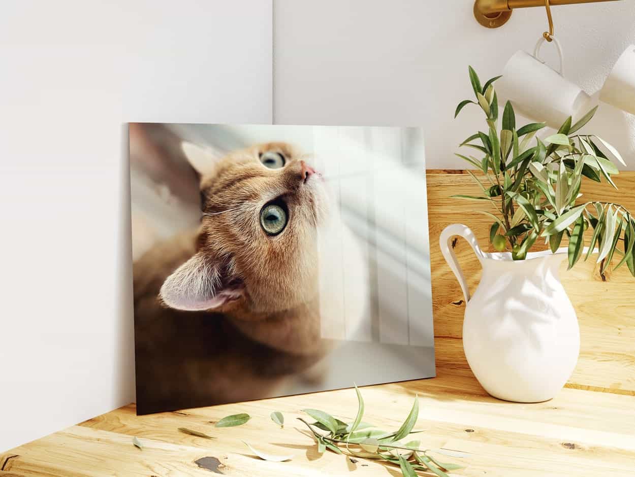 Foto einer Katze auf HD Metal