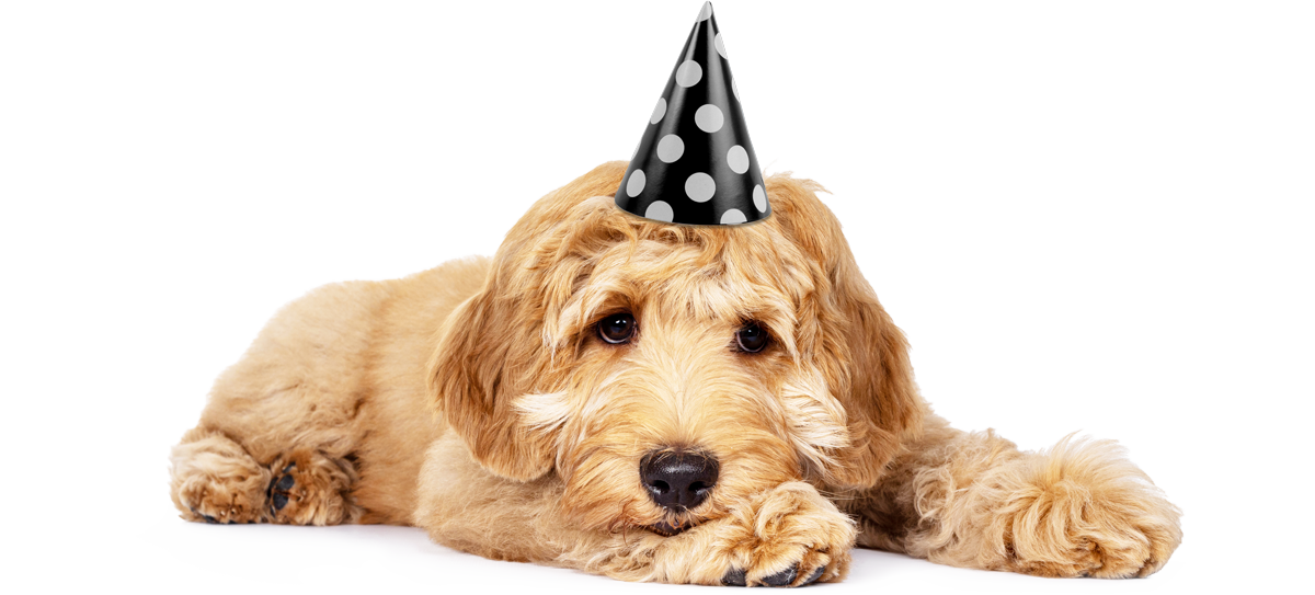 Süßer Hund Tom mit Partyhut auf dem Kopf