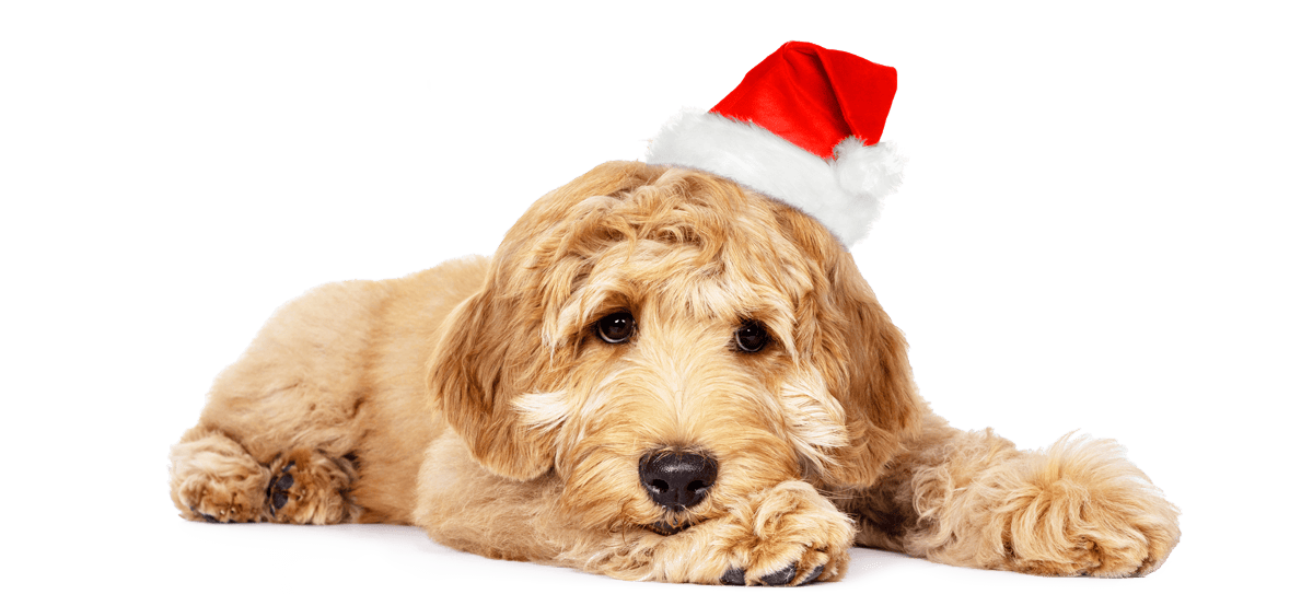 Süßer Hund Tom mit Partyhut auf dem Kopf